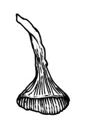 Beeveria distichophylloides, operculum, dry. Drawn from G.O.K. Sainsbury 4388, CHR 466907.
 Image: R.C. Wagstaff © Landcare Research 2017 